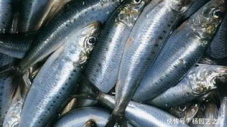 嫌弃|这3种海鱼经常被人嫌弃,但也有人觉得香,渔民:一看就知道识货