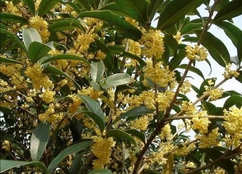 院子里养5种“浓香型花”，开花时满园飘香沁人心脾