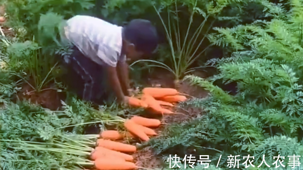 垫脚石|山东一小男孩火了,动作麻利地帮大人干农活,父母却欣慰又心疼