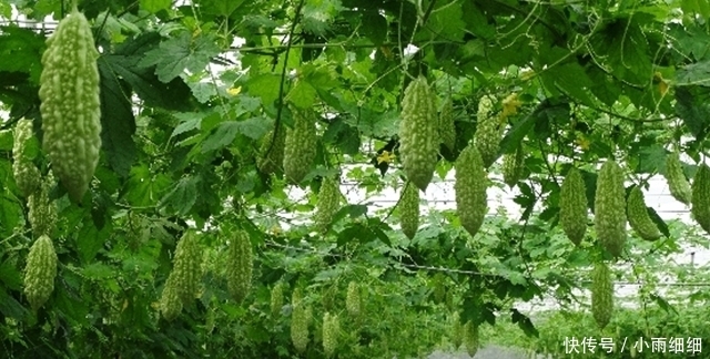 好手|人老就怕肝不好!日常这3样,是咱养肝的一把好手