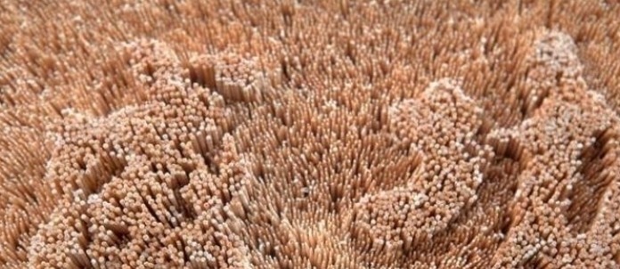 牙签#小伙两千元买五十万根牙签,家人表示疑惑,三个月后成品惊艳众人