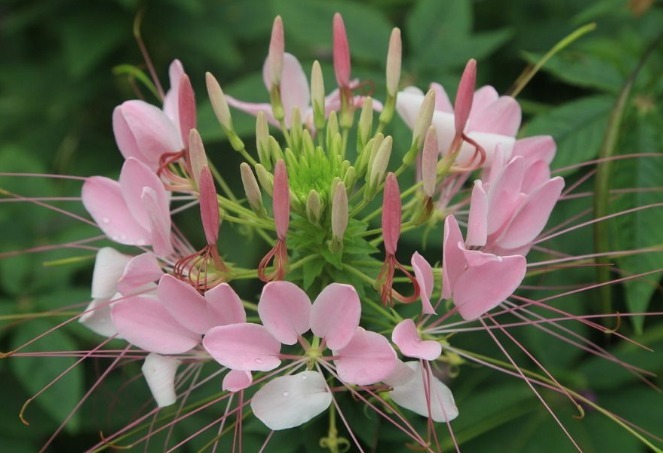 此花造型独特，花朵似“蝴蝶起舞”，花卉界独一份，值得拥有