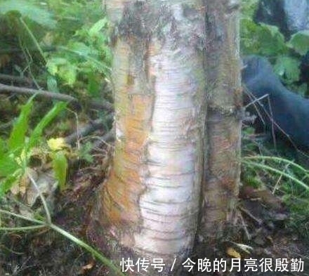 人参|这个人参“不正经”, 偏偏长在树根上, 挖参老人作了难