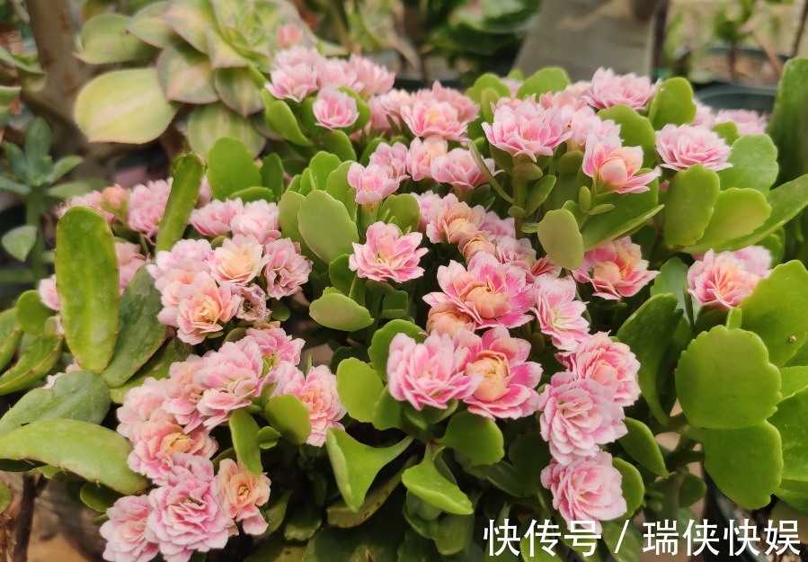 长寿花有“三怕”，新手一定要避免，合理养护才能爆盆开花