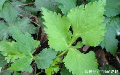 蜂蜇|夏天可以多吃的野菜,營養美味,含有豐富的蛋白質,清熱解毒