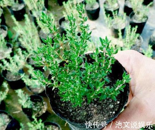 犯愁养花还是种菜别选了,种植8种蔬菜盆栽看着五颜六色