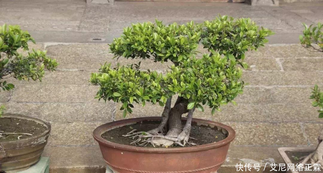 新手养护盆景的几个入门技巧,多花功夫才能养好