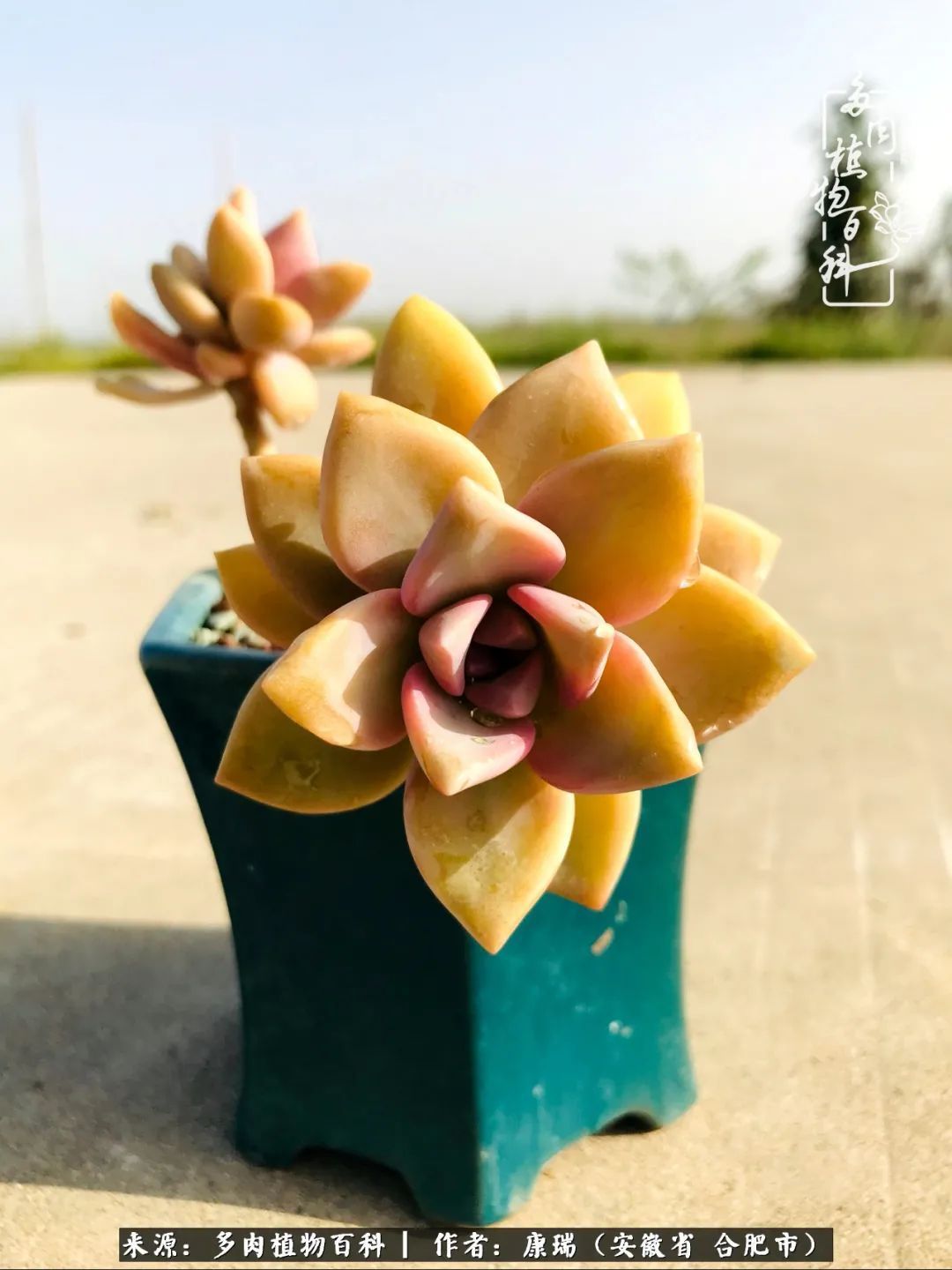 养肉之路,道阻且长,累的是身体,净的是心灵!