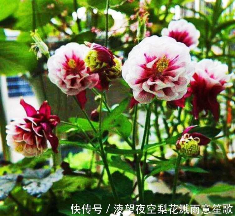 漂亮|“4种花”随便一养就爆盆，开花多、长期长，漂亮又好养！