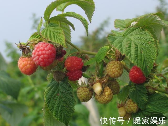 排水性|小盆栽也能养好的6种果子盆栽，想吃水果直接在阳台摘