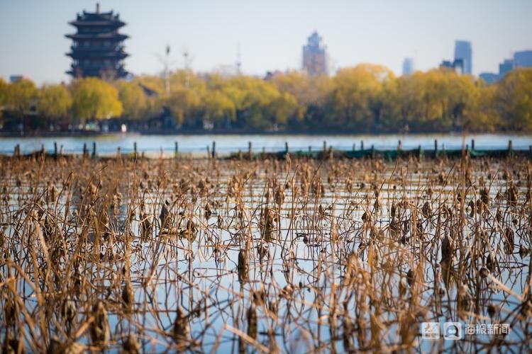 残荷|【组图】冬天的大明湖有多美，涟漪中静立着千万株残荷