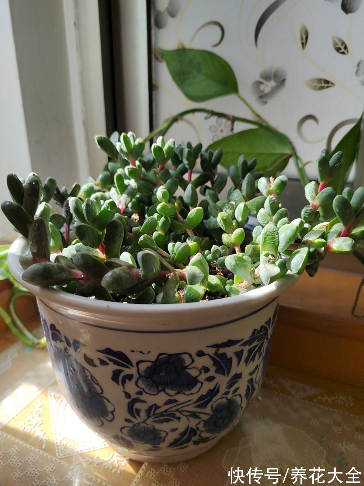 花盆|冬天养花,遇到这4种情况千万别换盆,不然花都死光了