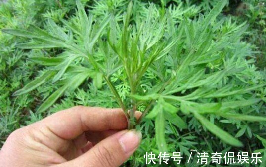 艾叶|地里没人要的野草，却是腰间盘突出的“救命草”，三天就见效