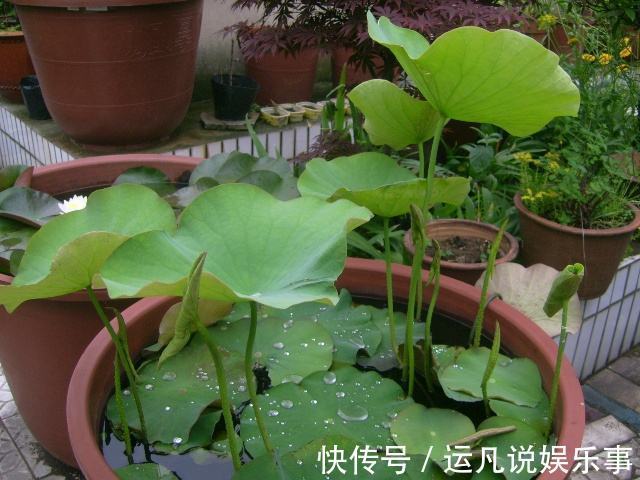 根茎部|5种漂亮花，喜欢“穷养”，挤在破盆里，能养30年