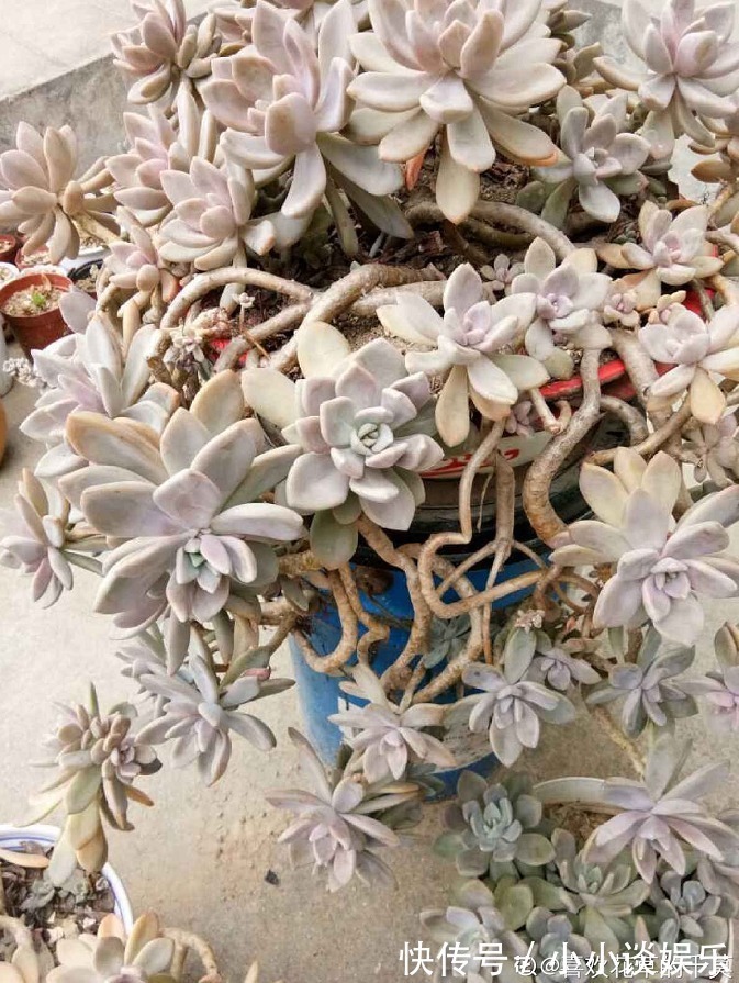 度夏|最容易度夏的10种多肉,全是大普货,皮实好养长得快!