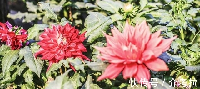 巨蟹|8天以内，花好月圆，邂逅真爱，两情相悦，情定今生！