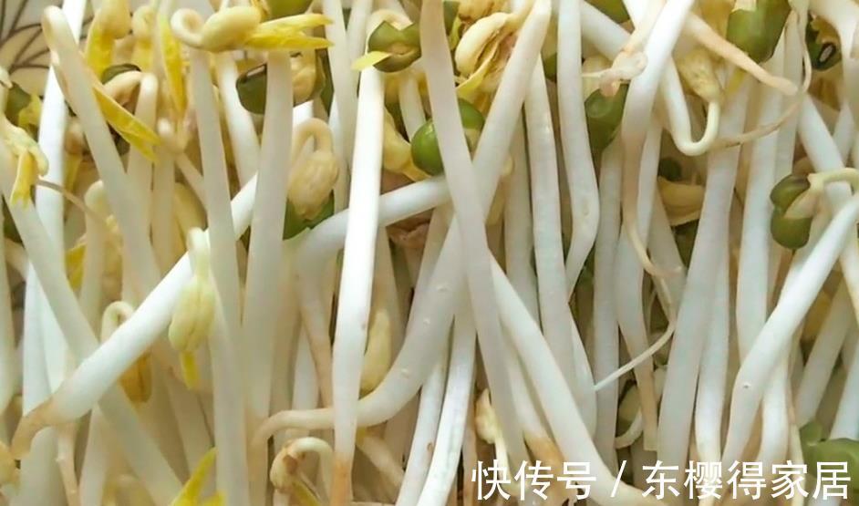 豆芽|家庭自制绿豆芽,教你5个小秘诀,豆芽4天就能吃,安全卫生又营养