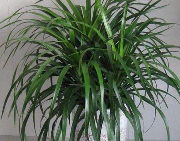 浓度|使用硫酸亚铁,“靠谱”方法教给你,植物不黄叶,北方花友都喜欢