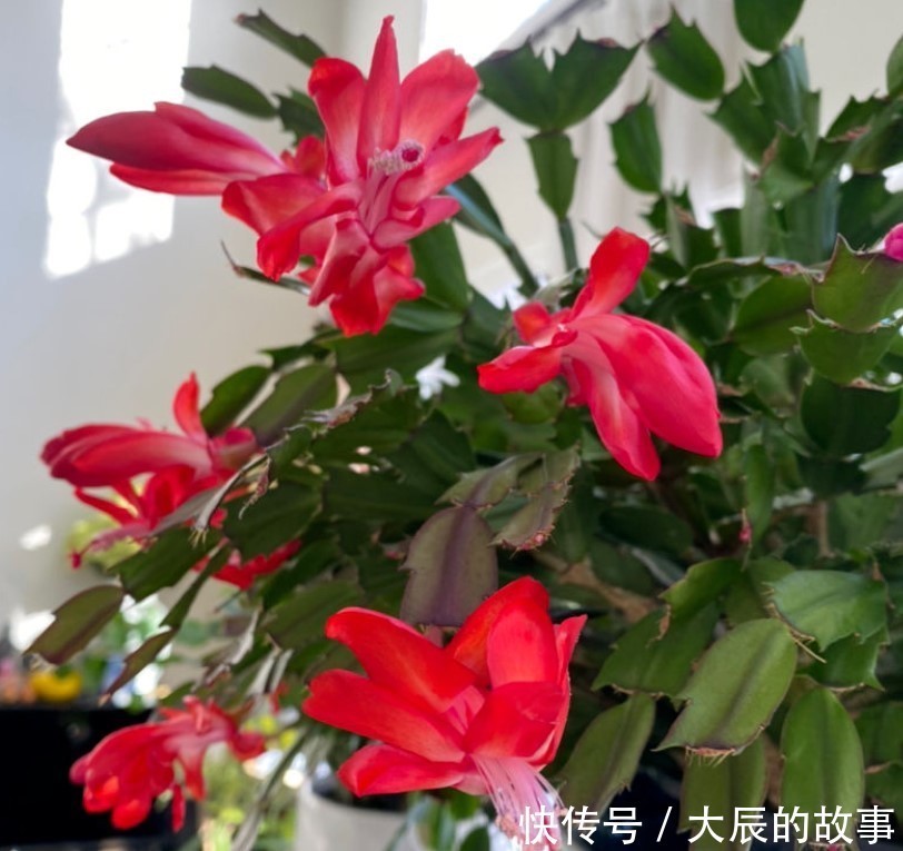 蟹爪兰|这两种花夏季千万不要购买回家,入夏就会休眠,非常难养活