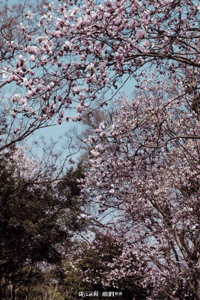 开工第一天 满目春色入镜来，摄友说我们每天都“开工”