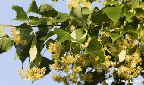 椴花|此树花儿很香甜,药食两用功效大,补血润肺还止咳,你知道吗?