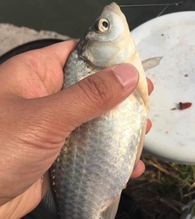 这3个春钓技巧专攻水底大板鲫，5分钟就能学会，钓一次就上瘾