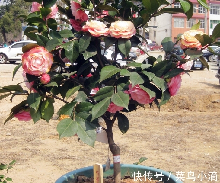 11月养茶花,坚持“2多1少”,外面飘雪,室内赏花,真香!