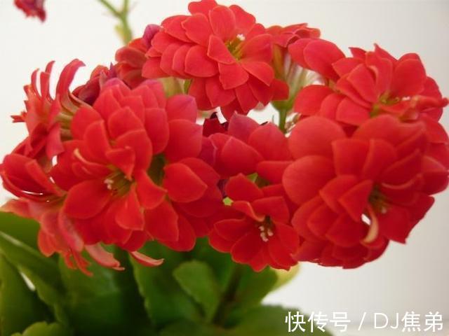 长寿|长寿花养护技巧,做到了此几点,保证长寿花花朵大叶子绿!