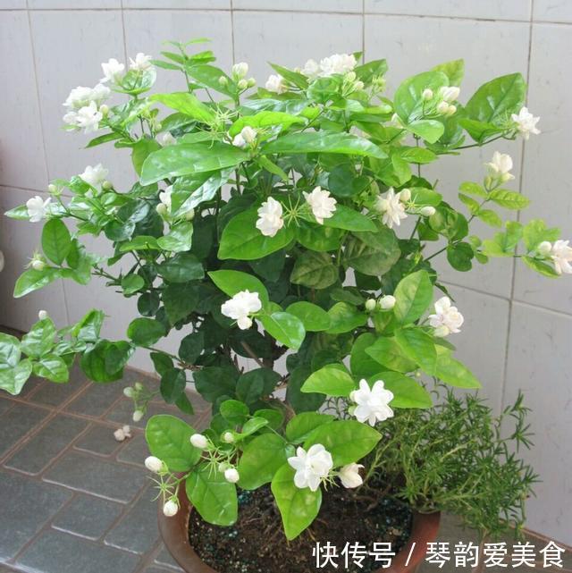 立秋后，建议扦插6种花，温度适宜“利于”生根，成活率高