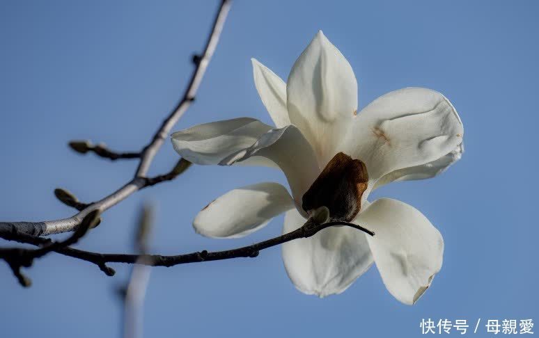 玉兰春意笑蓝天