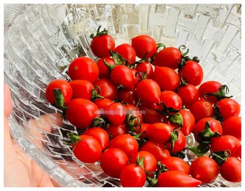 圣女果|想要减肥，吃西红柿还是圣女果，没吃对，可能体重迟迟不下百