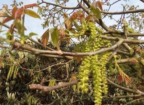 核桃花|长在树上无人识,晒干了58元一斤,人称“长寿菜”,如今都抢着要