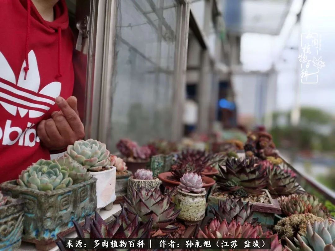 养多肉三年多九万里悟道，终归诗酒田园！