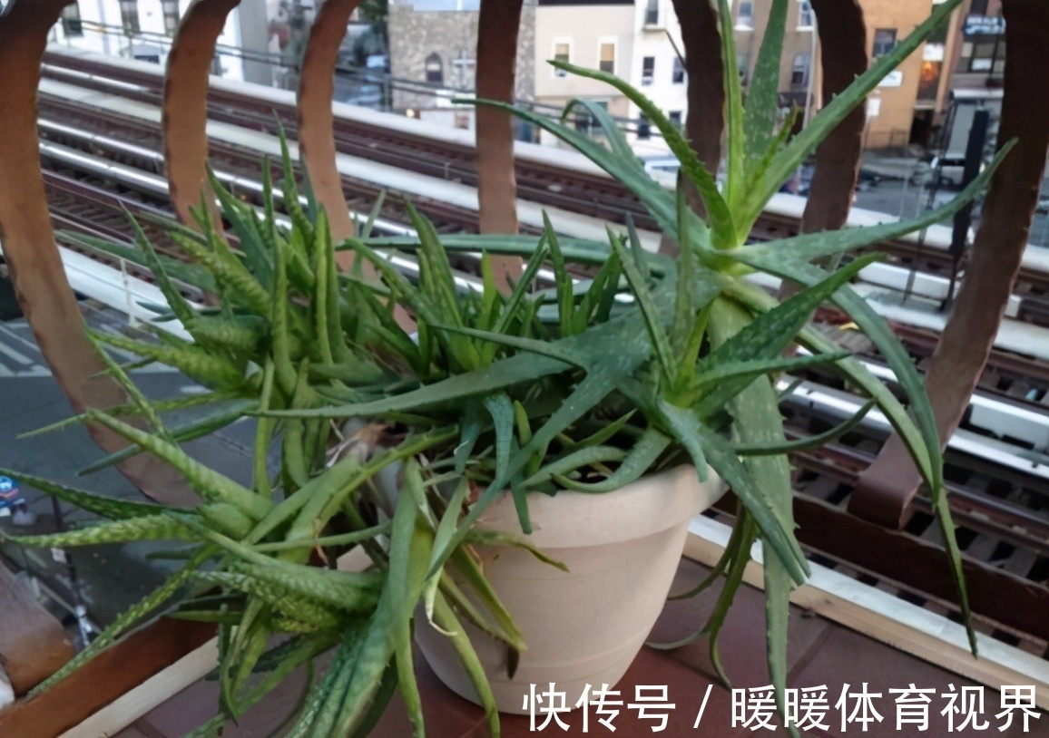 芦荟|这3款植物既能赏又能吃，盆栽养眼、养身！