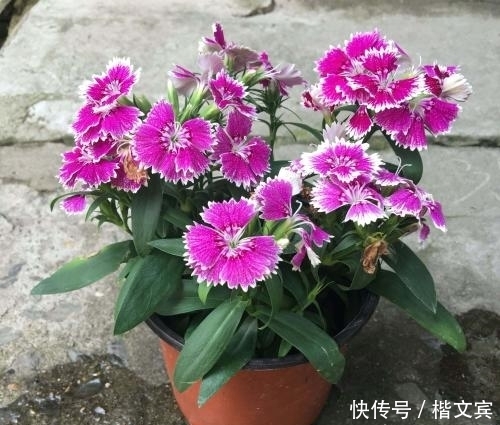 养花最容易犯的错误,不看会后悔的