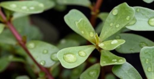 它被人们亲称免费“长寿草”,坚持煮水喝,收获的好处花钱也难享