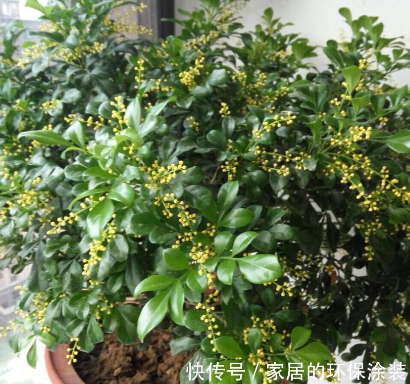 8种“漂亮花”特怕冷,秋天赶紧拿到屋里去,不然都冻死了