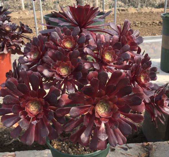 秋天养多肉法师，摆在露天阳台长势旺，状态会更好，长成手捧花