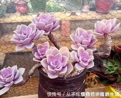观赏价值|10款紫色系多肉,高贵梦幻,养一盆“紫气东来”,总有你喜欢的!