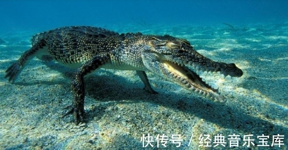 是真的吗&据记载,夏朝时的刘累曾养过两条“龙”,他养的究竟是什么?