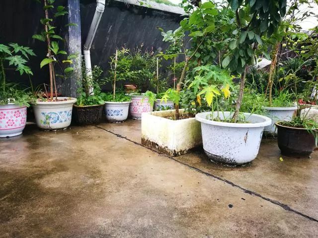 木瓜盆栽种植方法