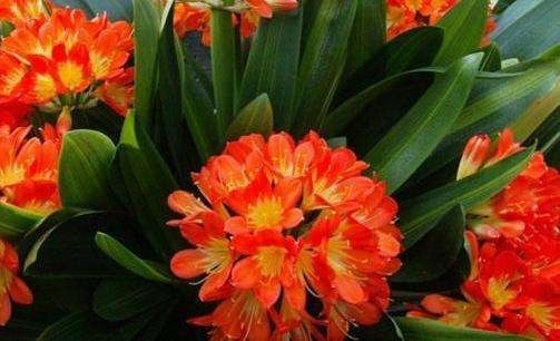 生龙活虎|花晒伤咋整几个方面必须注意,两天就能重新生龙活虎!