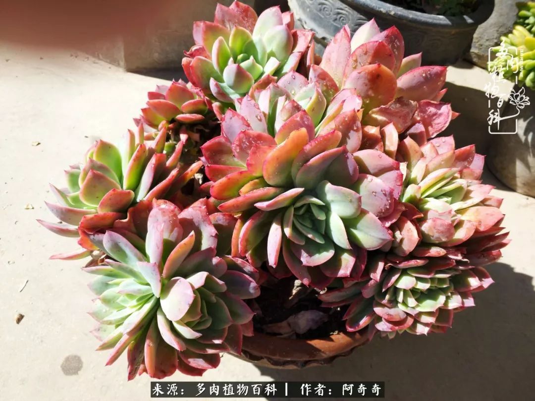 静心养多肉,只是为了在成人的世界里随波不逐流!