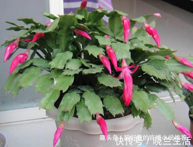 浇花|蟹爪兰不开花2种溶液浇下去，2周冒花芽，1个月开花60朵