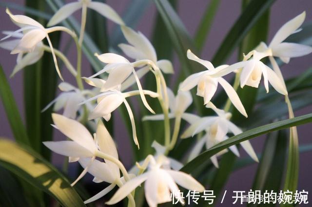 素花兰|此兰花永远“白菜价”，花色素雅，芳香四溢，想养就趁现在