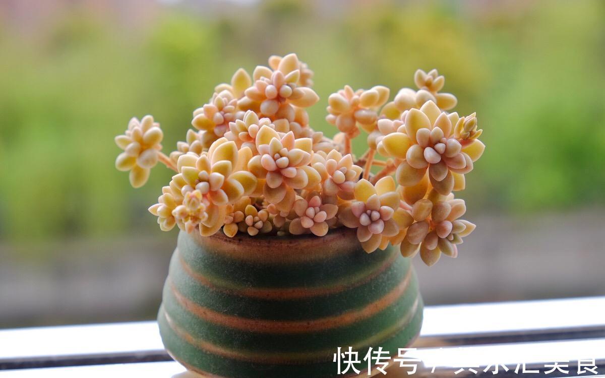 多肉植物秋丽总掉叶？没照顾好这3方面，难怪盆栽颜值不高