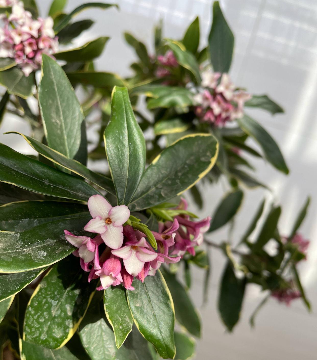 冬季养金边瑞香，做好2步很关键，过冬很顺利、花多香浓