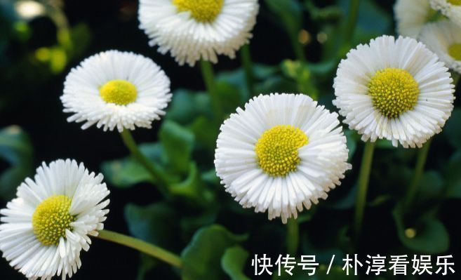 喜欢养玫瑰，那就养“珍稀玫瑰”蕾丝伊甸园，花色浅粉，别致典雅