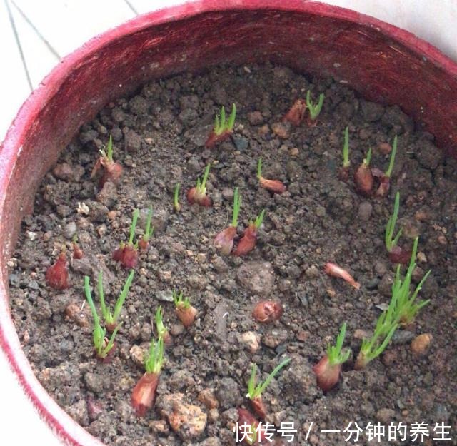 花盆种葱很简单,用1个技巧,一年四季郁郁葱葱,种阳台随吃随摘!