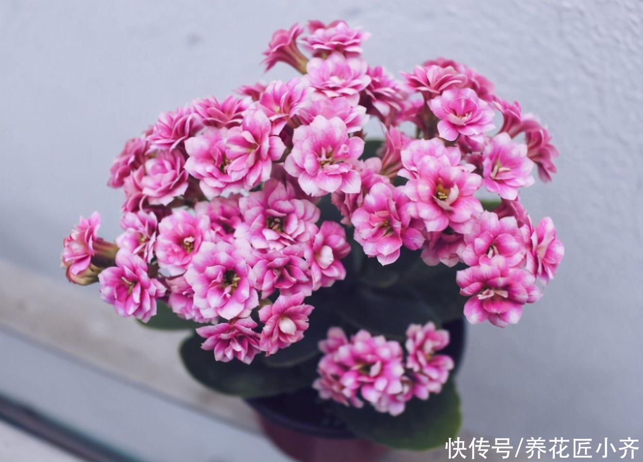 捡漏|秋季适合去花市“捡漏”，碰到4种花，用点小方法，很快就爆盆